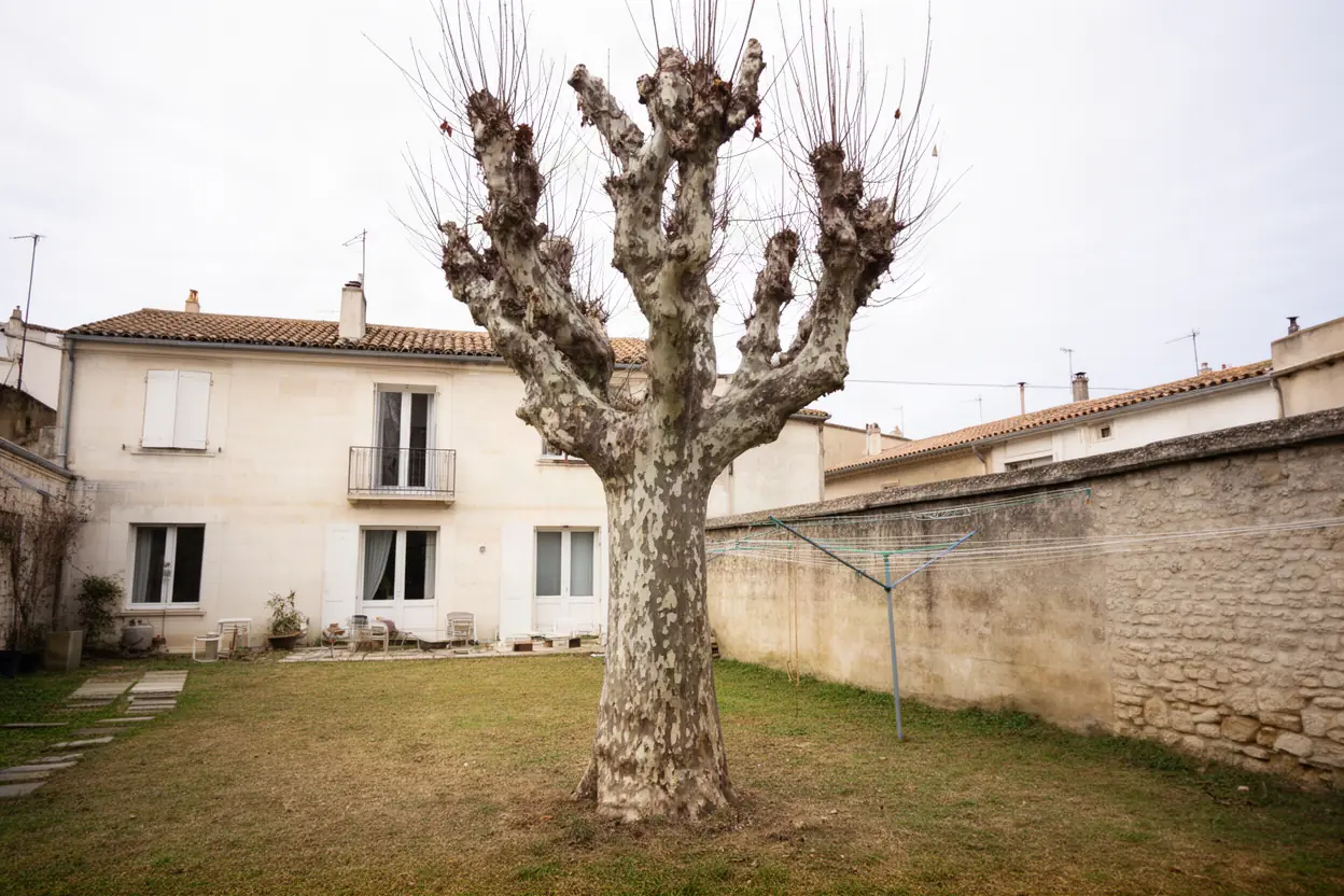 Platane dépéri avant abattage à Salon-de-Provence