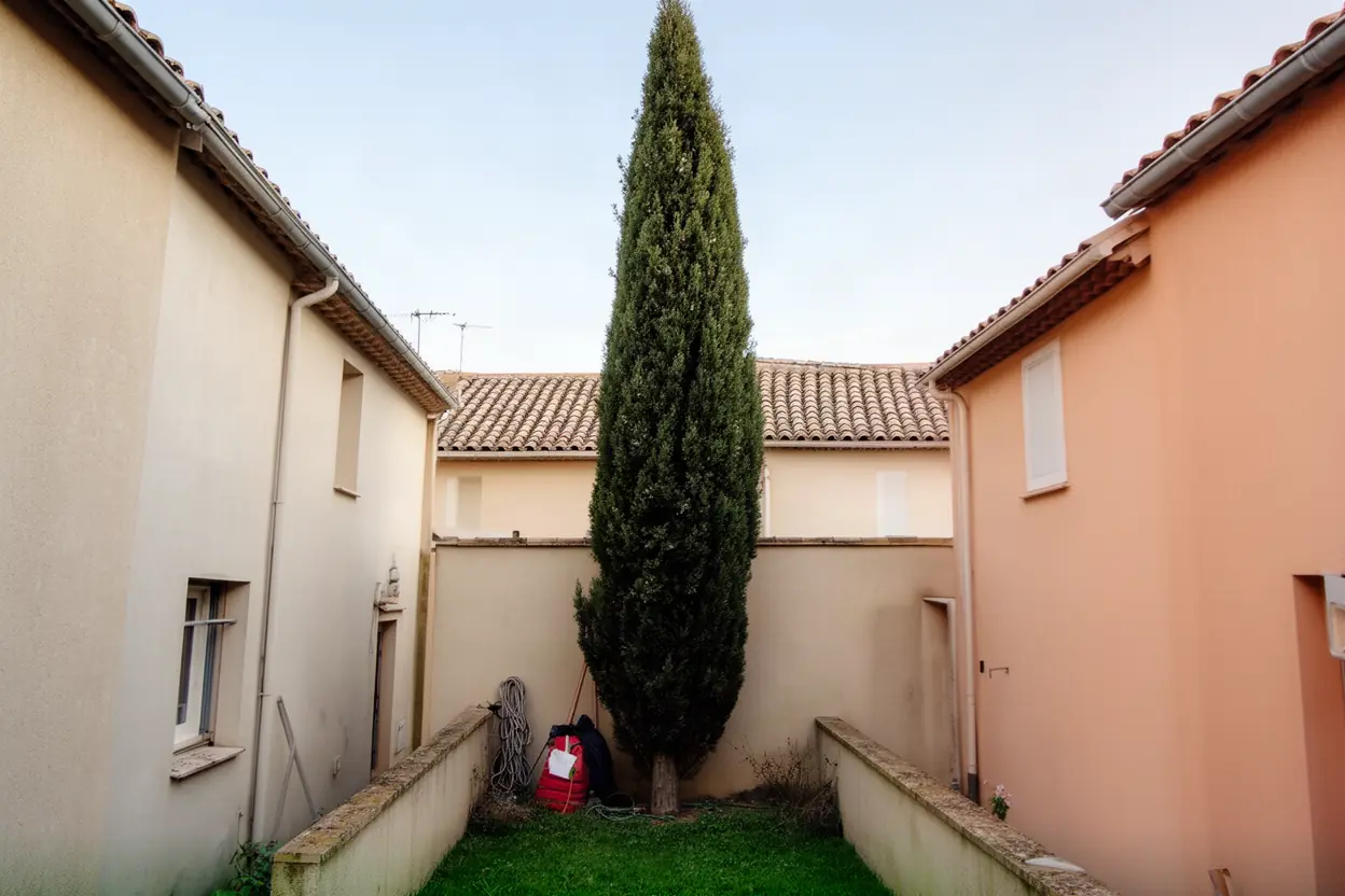 Cyprès haut en limite de propriété avant démontage à Grans