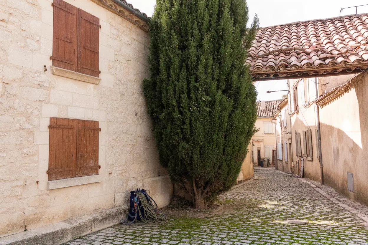 Cyprès haut et dense avant taille à Pélissanne
