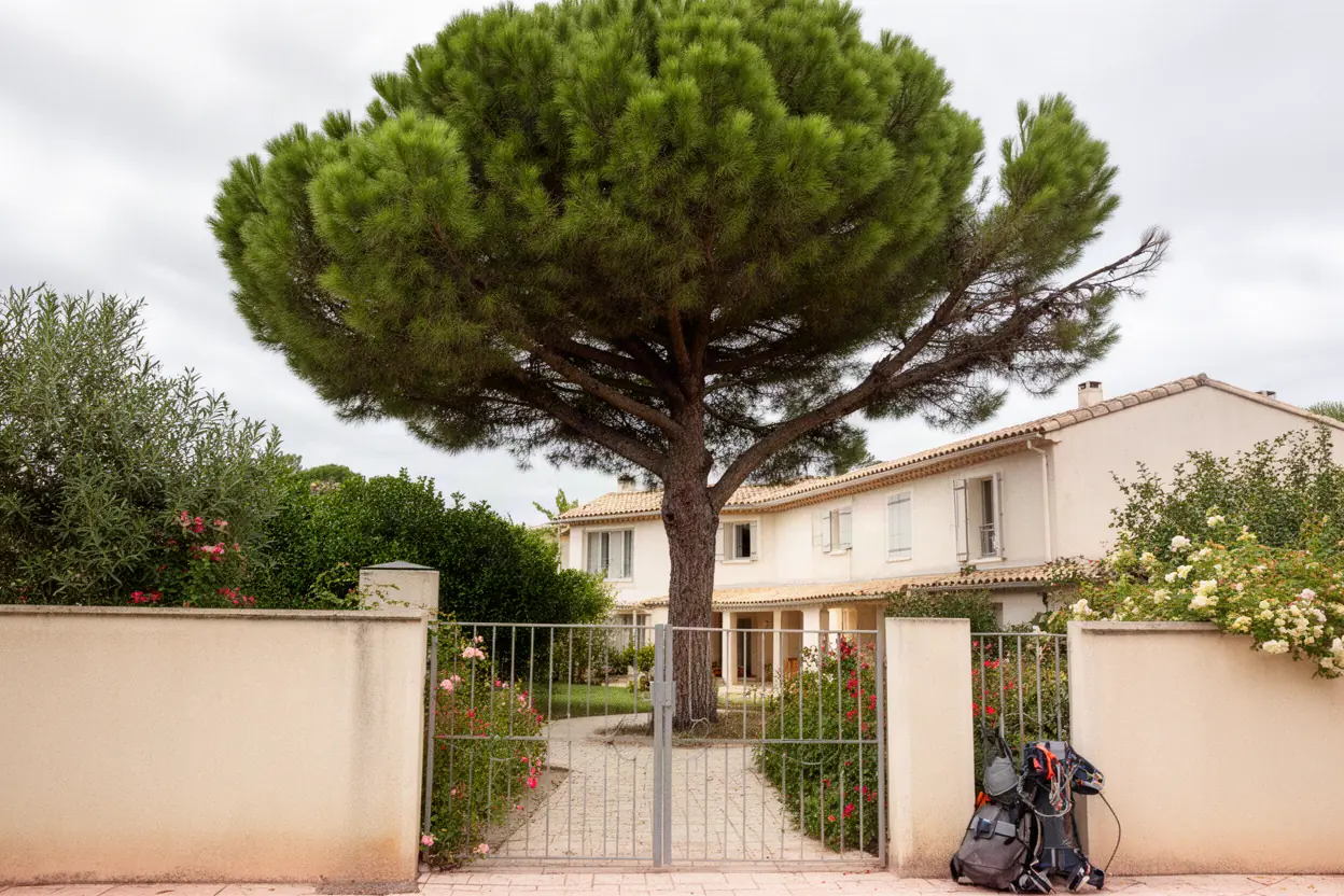 Pin d'Alep touffu avant élagage grimpé à Salon-de-Provence