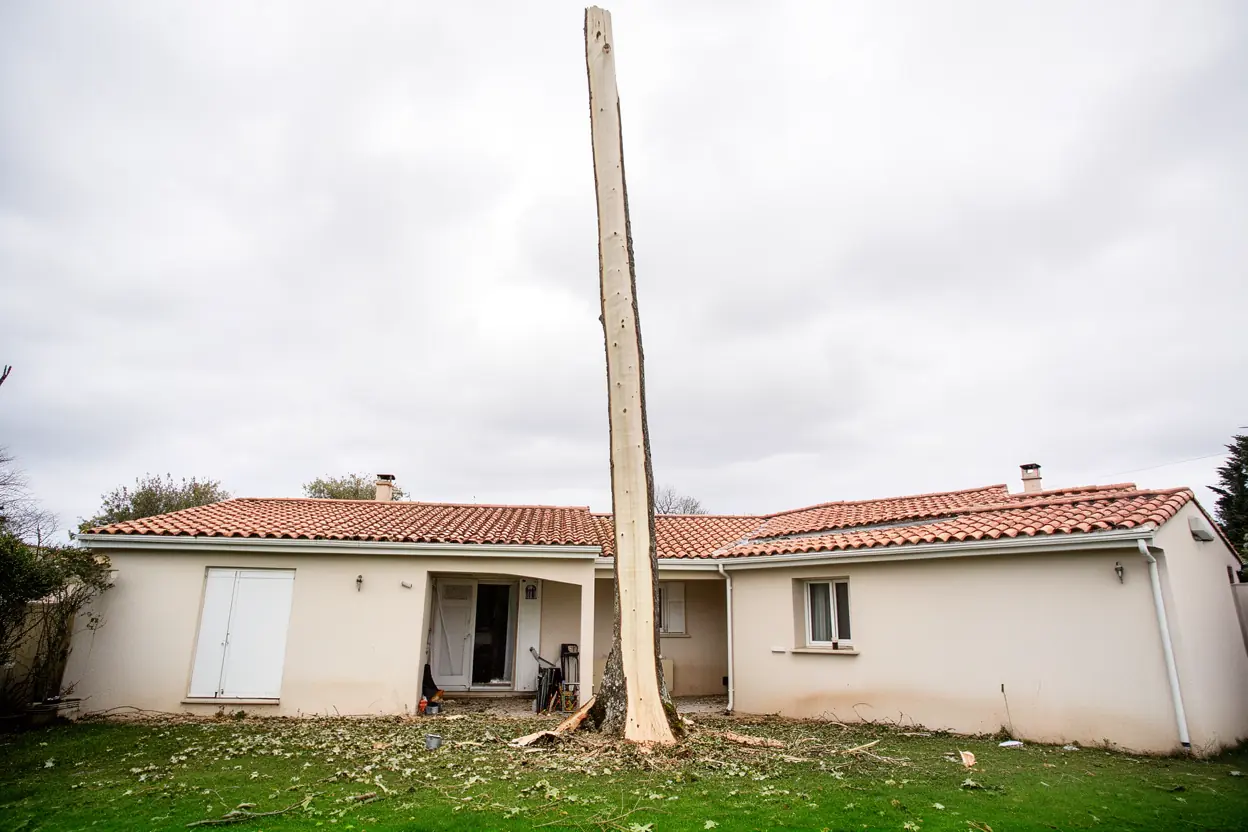 Toiture dégagée après démontage complet du peuplier