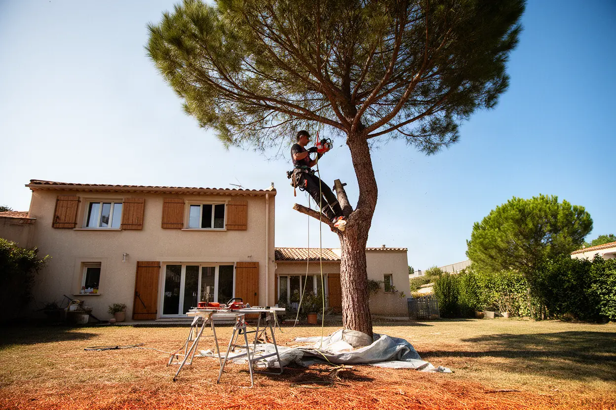 Élagueur taillant un pin en hauteur à Salon-de-Provence